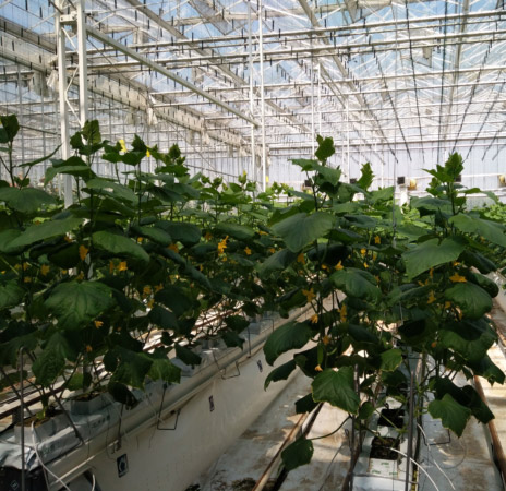 Rock Wool Cubes Application 2