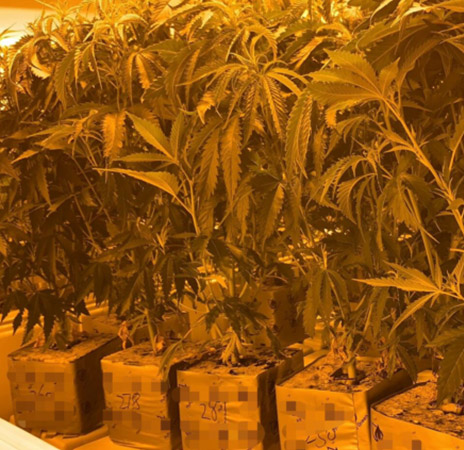 Rock Wool Cubes Application 3