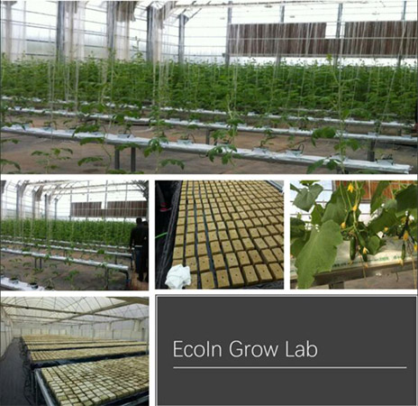 Rock Wool Cubes Application